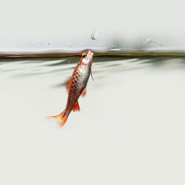 como saber si tu pez esta activo y saludable en su acuario