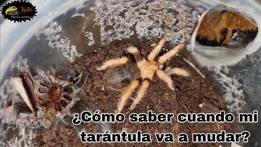 como saber si tu tarantula necesita ejercicio y mantenerla activa