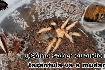 como saber si tu tarantula necesita ejercicio y mantenerla activa