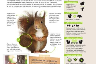 como se comporta una ardilla en su entorno natural