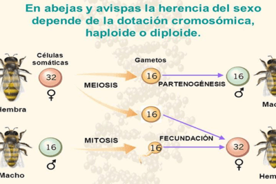 como se comportan las especies durante el acoplamiento