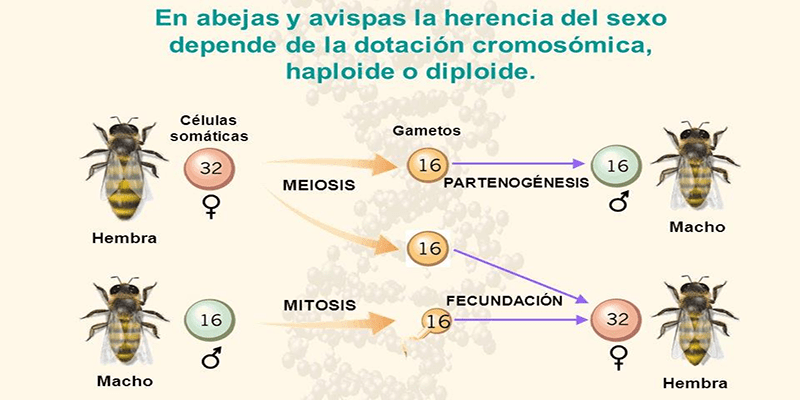 Cómo se comportan las especies durante el acoplamiento 1 como se comportan las especies durante el acoplamiento
