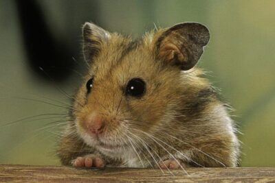 como se determina la salud emocional de un hamster