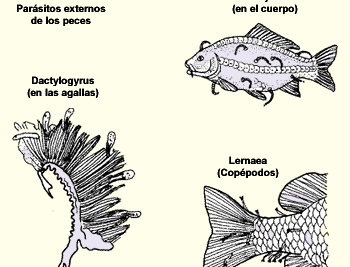 como se diagnostican las infecciones en peces tropicales