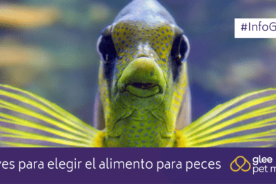 como seleccionar el mejor alimento acuatico para peces