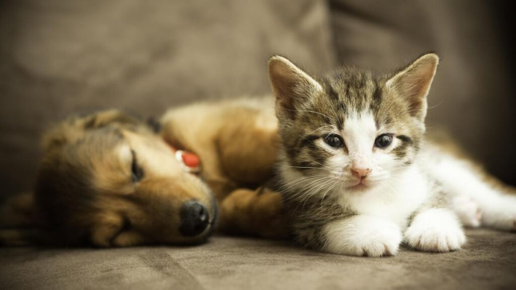 Cómo socializar cachorros y gatitos de mascotas exóticas 1 como socializar cachorros y gatitos de mascotas exoticas