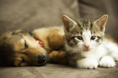 como socializar cachorros y gatitos de mascotas exoticas