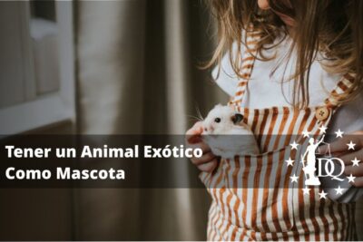 como un veterinario puede ayudar a adaptar tu mascota exotica