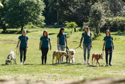 como utilizar grupos de apoyo para socializar mascotas