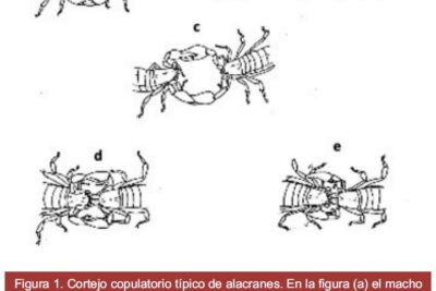 comportamiento de machos durante la epoca de apareamiento