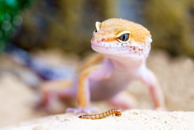 comportamientos comunes de los geckos en su habitat natural