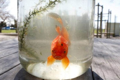 comportamientos que indican estres o peligro de muerte en peces