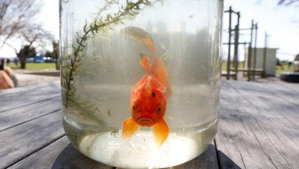 comportamientos que indican estres o peligro de muerte en peces