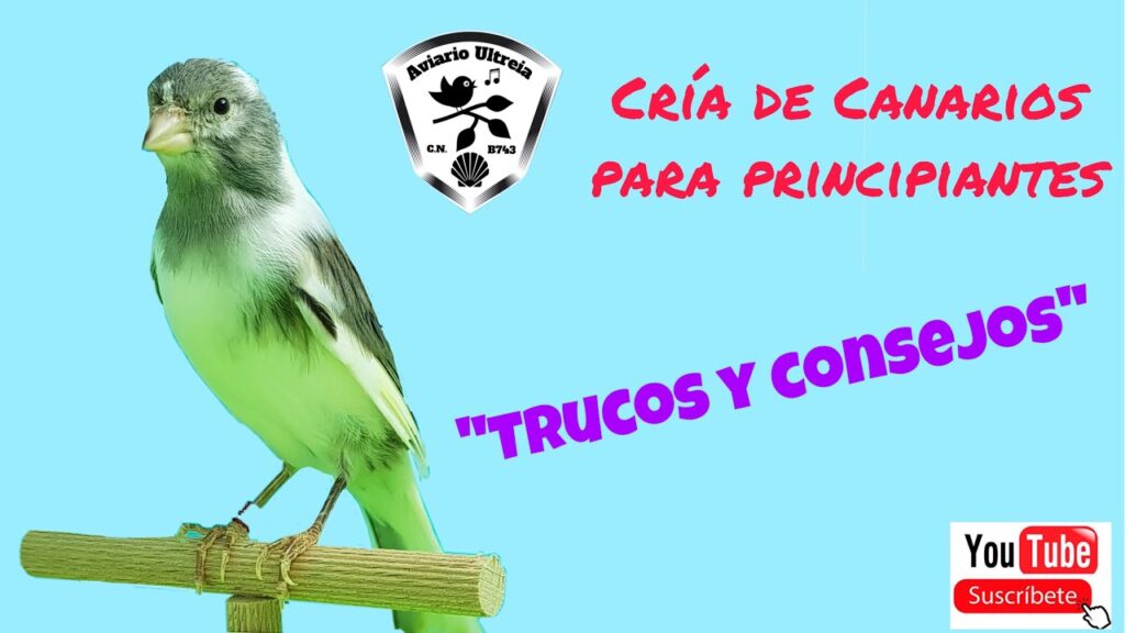 consejos clave para criar correctamente crias de canario