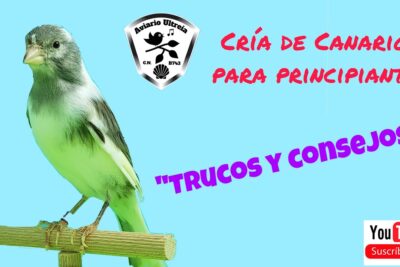 consejos clave para criar correctamente crias de canario