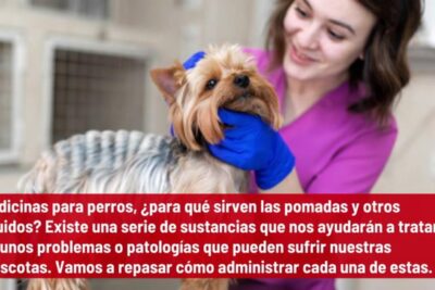 consejos para aplicar unguentos a tu mascota sin estres