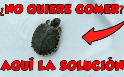 consejos para ayudar a tu tortuga que no quiere comer