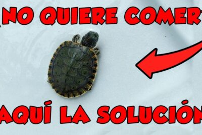 consejos para ayudar a tu tortuga que no quiere comer