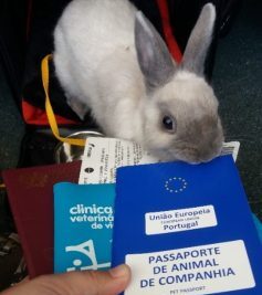 consejos para el transporte de conejos y que llevar contigo