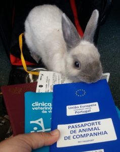 consejos para el transporte de conejos y que llevar contigo