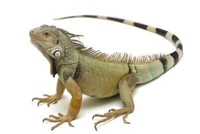 consejos para elegir un lugar seguro para tu iguana mascota