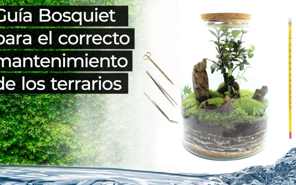 consejos para evitar la condensacion en terrarios y cuidar plantas