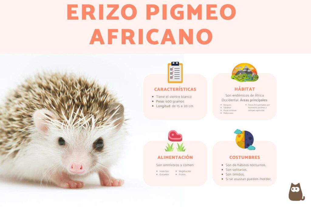 consejos para interactuar adecuadamente con un erizo de tierra