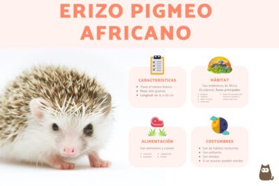 consejos para interactuar adecuadamente con un erizo de tierra