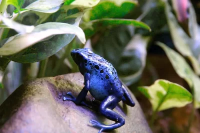 consejos para mantener la humedad adecuada en ranas dart