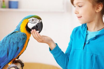 consejos para mejorar el espacio y bienestar de un loro