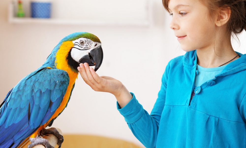 consejos para mejorar el espacio y bienestar de un loro