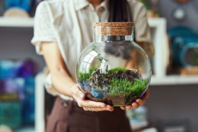 consejos para prevenir el moho en terrarios caseros