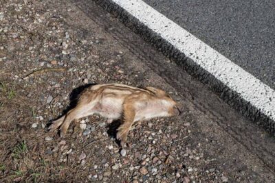 consejos para viajar por carretera con reptiles