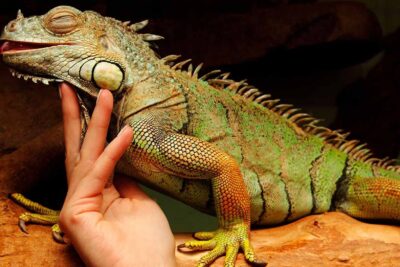 consejos practicos para adaptar tu hogar a una iguana mascota