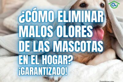 consejos practicos para eliminar el mal olor de tu mascota