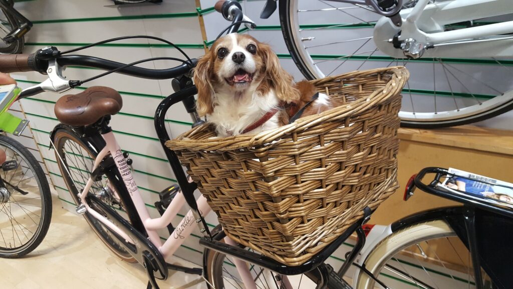 Consejos seguros para transportar mascotas en bicicleta 1 consejos seguros para transportar mascotas en bicicleta