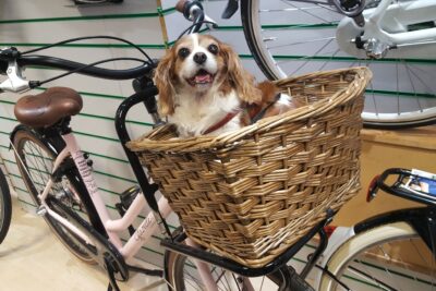 consejos seguros para transportar mascotas en bicicleta