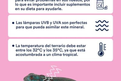 consejos utiles para cuando tu iguana rechaza la comida