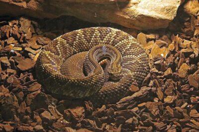 consejos utiles para prevenir problemas de comportamiento en reptiles