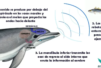 consideraciones esenciales para el diagnostico en delfines