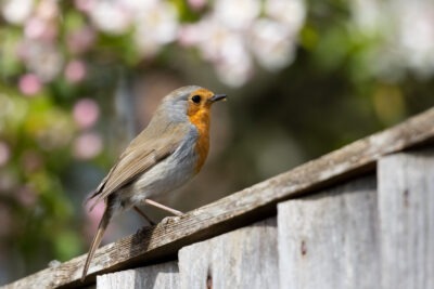 crea un ambiente seguro y acogedor para aves en tu hogar
