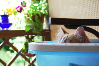 crea un espacio seguro para enriquecer a tu gato savannah