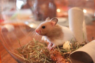 crear un entorno natural y saludable para tu hamster
