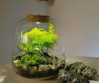 crear un microclima ideal en un terrario es posible