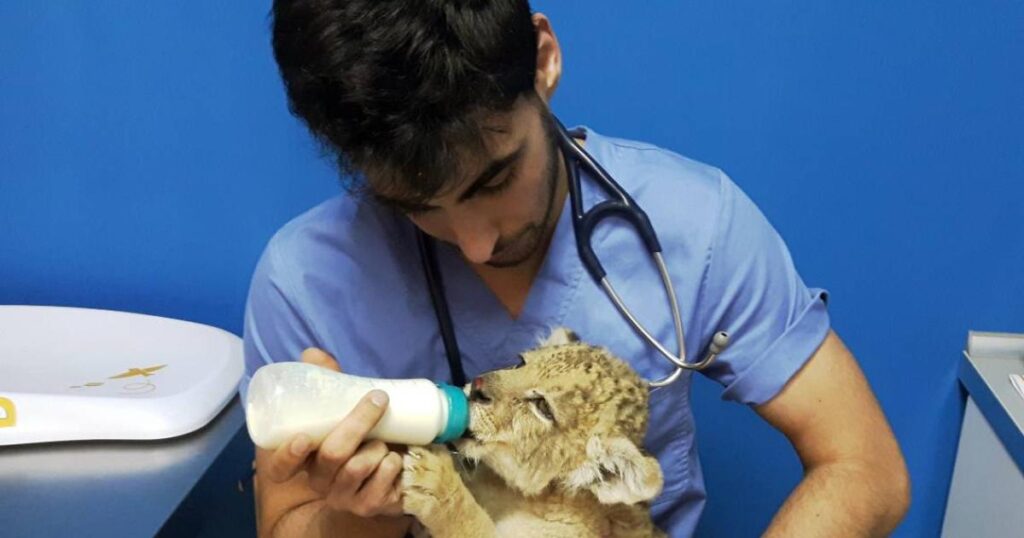 cual es el costo promedio de un veterinario exotico