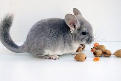 cual es el mejor horario para alimentar a un chinchilla