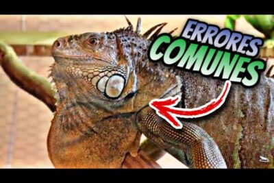 cuales son los errores comunes al ejercitar a reptiles