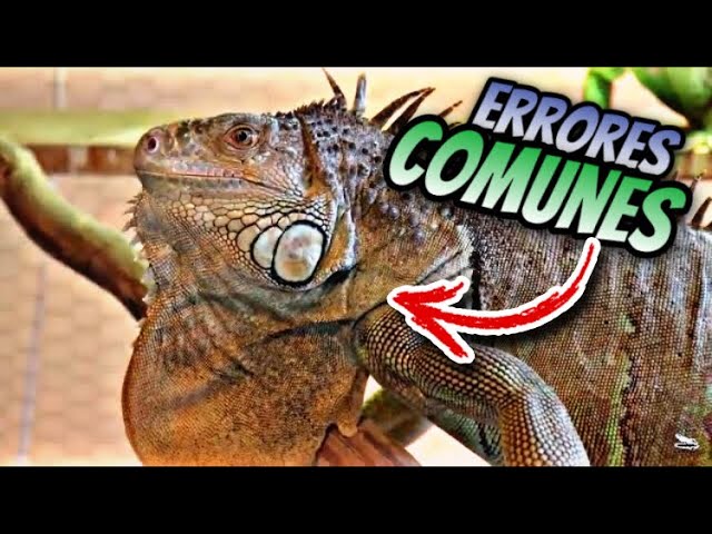 cuales son los errores comunes al ejercitar a reptiles