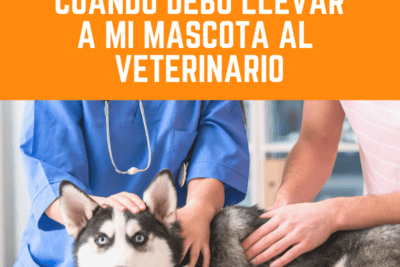cuando debo llevar a mi mascota exotica al veterinario