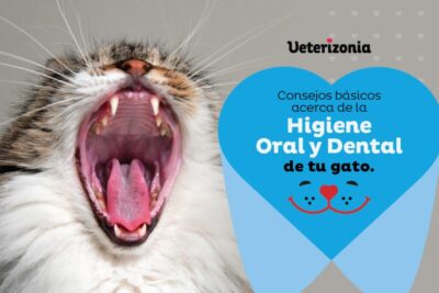 cuando realizar un chequeo dental a tu gato exotico